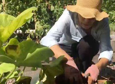 Lechuga en maceta - Laura Di Cola